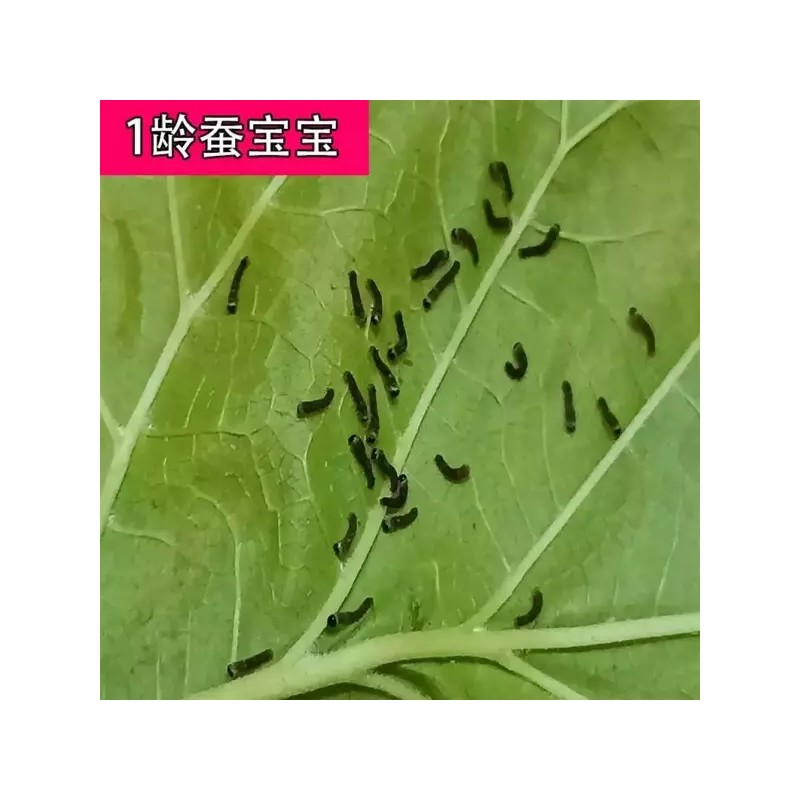 수술후 안대 의료용 보호 눈 플라스틱 방수 안대 투명 5개