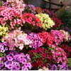 6000 Petunia Seeds, Best Hybrid Mixed Rainbow Color Bonsai Hanging