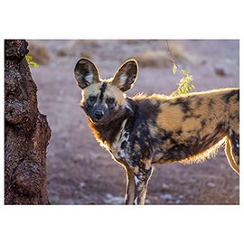 Will Davis Studios African Painted Dog at Sunrise Photography Fine Art All Occasion Greeting Card. (Blank Inside)