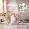 Kitty Bum Bums Reusable Cat Diapers and Stud Pants to