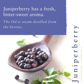 Absolute Aromas Juniperberry ätherisches Öl 10 ml - 100% rein, natürlich, unverdünnt, vegan und frei von Tierversuchen - Zur Verwendung in Diffusoren und Aromatherapie-Mischungen