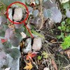 Hide-a-Spare-Key Fake Rock - Looks & Feels Like Real Stone