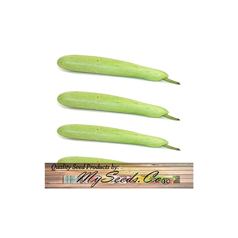 Big Pack - (50) Calabash Long Squash/Melon Seeds, Opo Bottle