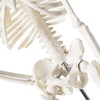 Mini Human Skeleton Model for Anatomy, 17.7 Inches (45 cm)