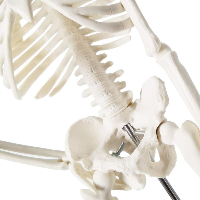 Mini Human Skeleton Model for Anatomy, 17.7 Inches (45 cm)