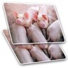 Rectangle Stickers (Set of 2) 10cm - Cute Pink Pig