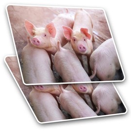 Rectangle Stickers (Set of 2) 10cm - Cute Pink Pig Farm Animal Fun Fun Decals for Laptops,Tablets,Luggage,Scrap Booking,Fridges, #2325