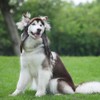 Leconpet Dog Aviator Hat, Dog Winter Pilot Hat with Ear