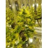 Reflectech Solar Mirror Grow Film 50 sqft. B grade