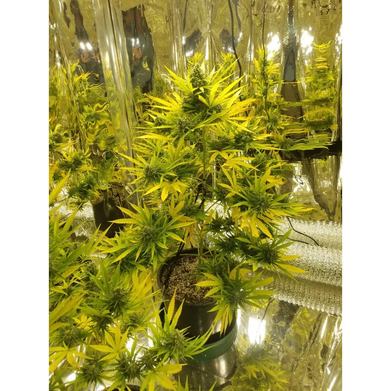 Reflectech Solar Mirror Grow Film 50 sqft. B grade