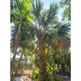 Unbranded Hardy Sabal Palm Tree Cabbage Palm Florida Grown Live Plant Seedling