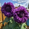 700+ Sunflower Seeds for Planting - Giant Teddy Bear Sunflower