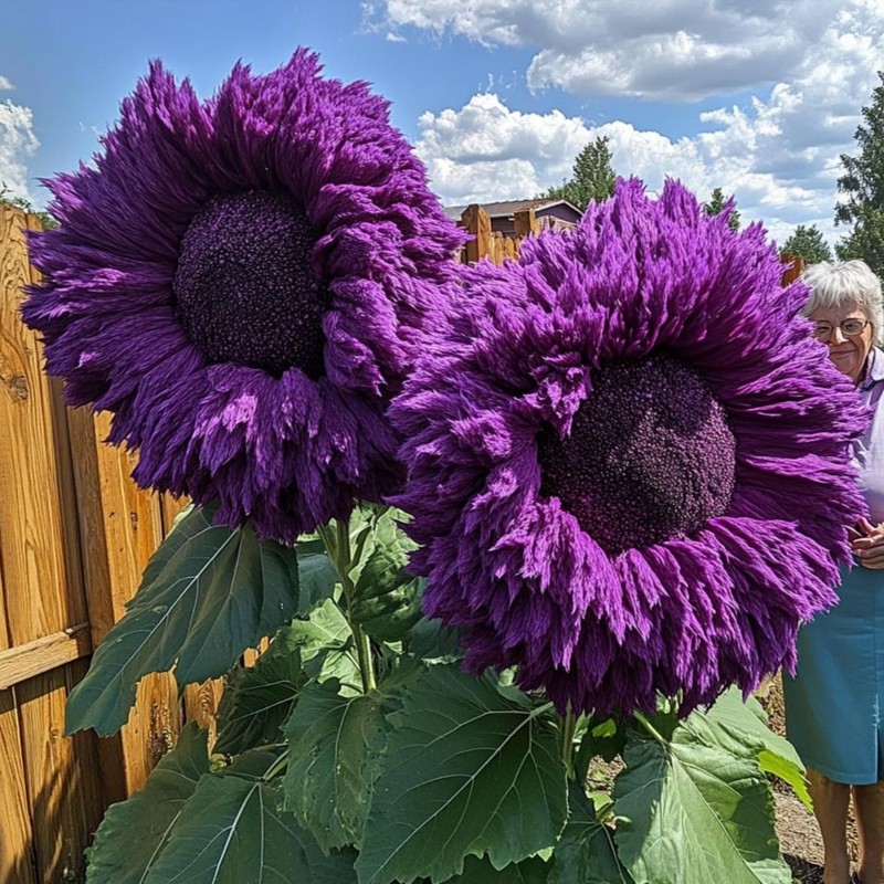 700+ Sunflower Seeds for Planting - Giant Teddy Bear Sunflower