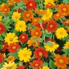 Seeds Bee Blooming Mexican Sunflower Mix - 20 Seeds BOLD