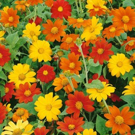 Seeds Bee Blooming Mexican Sunflower Mix - 20 Seeds BOLD COLORS! COMB. S/H SEE OUR STORE