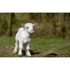 DV DESIGN Cute White Baby Goat Black Ballpoint Pen -