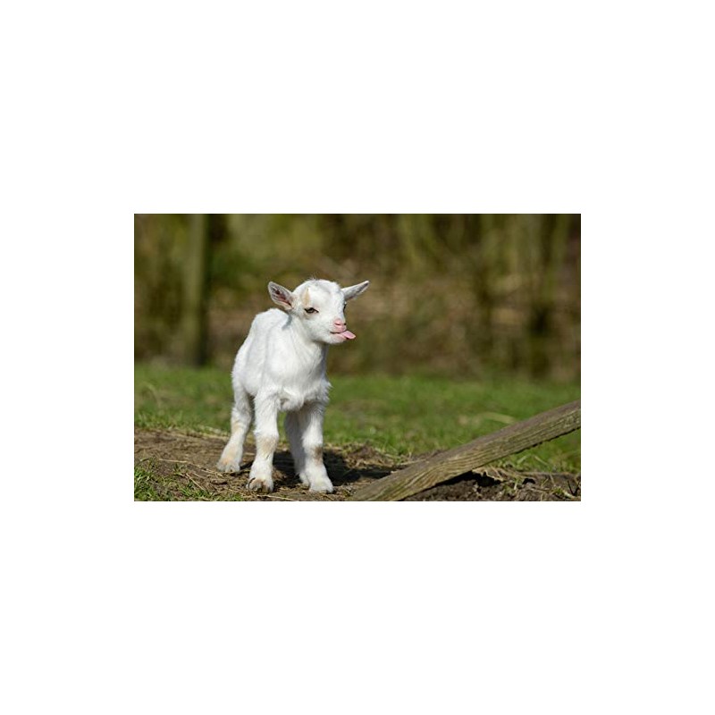 DV DESIGN Cute White Baby Goat Black Ballpoint Pen -