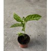 Passion Fruit Tree 10” With Pot Live Plant Ready To