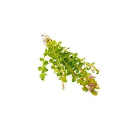 SubstrateSource Live Aquarium Stem Plants - Freshwater Aquatic Plant for Fish Tanks, Aquascaping - (Rotala Indica, 4 Bunches)