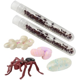 Insect Lore Two Tubes of Live Ants | 50 Live Western Harvester Ants | Grown in USA | Includes Ant Life Cycle Stages Figurines