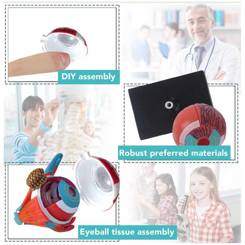 Anatomical Model of Human Eye, Educational Representation of Eyeball Anatomy