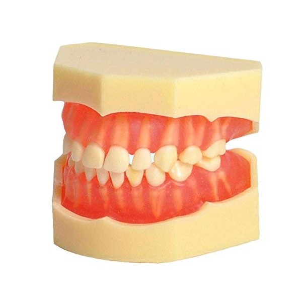 SOARDAY Standard Child Primary Teeth Model Teeth Removable Soft Gums