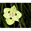 African Iris Yellow | 1 Large Gallon Size Plant |