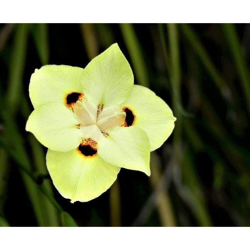 African Iris Yellow | 1 Large Gallon Size Plant |