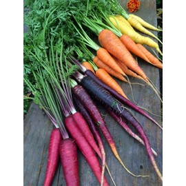 TomorrowSeeds - Rainbow Mix Carrot Seeds - 1500+ Count - for 2025 Planting Purple Red Yellow Orange Equal Mix Carrots USA Garden Vegetable Root Parsnips Non-GMO Grow Your Own Home Farm Patio Healthy
