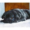 CafePress Resting Black Pug Puppy Rectangle Magnet, 3"x2" Refrigerator Magnet