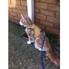 Mynwood Cat Jacket/Harness Caramel Kitten up to 8 month