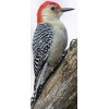 Gregg's Red bellied woodpecker nest box (white cedar)