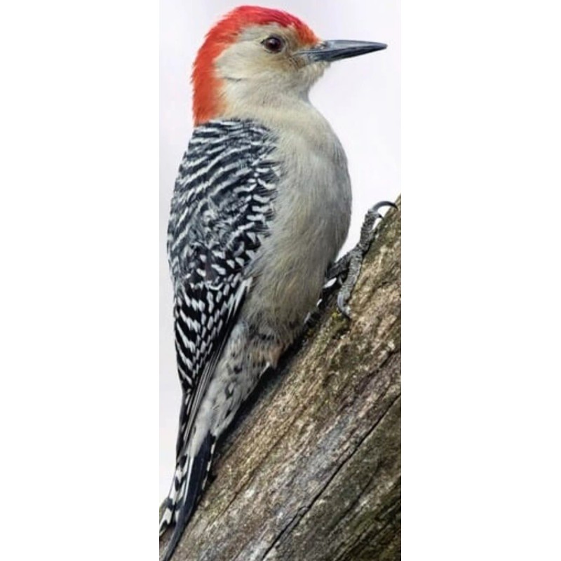 Gregg's Red bellied woodpecker nest box (white cedar)