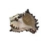 Black Murex Shell - Large Hermit Crab Shell, Natural Sea