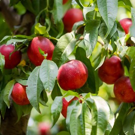 Sun Best Nectarine, Vibrant, Sweet, and Juicy Yellow-Fleshed, 5 gal. Nursery Pot, 2-3 ft Tree Height (Due to Agricultural Laws, we Cannot Ship to CA, AZ, AK, or HI)