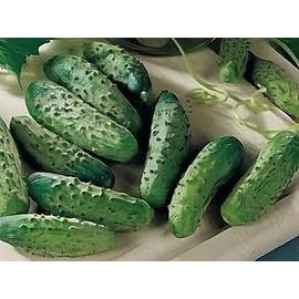 Cucumber National Pickling Great Heirloom Vegetable by Seed Kingdom 1 Oz Seeds