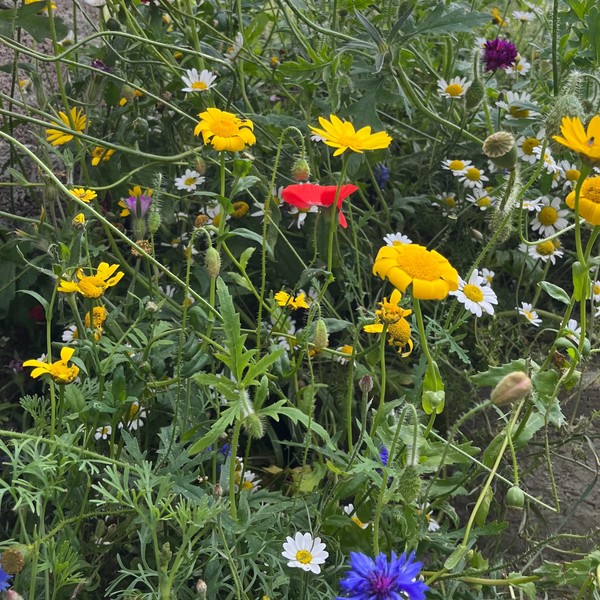 Wild Flower Seeds - 2.5g Native Wildflower Seeds for Atracting Birds, Bees, Wildlife, Pollinators - 30 Species Mix of Annuals and Perennials Habitat and Food - Packed in The UK by Meldon Seeds