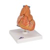 3B Scientific G08/1 Classic Heart w/ Thymus 3-part - 3B