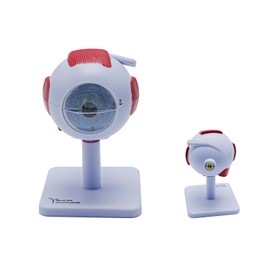 3X Enlarged Human Eye Anatomy Model, Extra-Large Eyeball with Detachable Parts - for Medical Students, Optometry Education & Science Classrooms