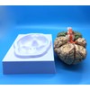 Learning Resources Human Brain Anatomical Model, Anatomically Accurate Brain Model