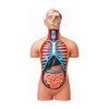 4D Vision Deluxe Human Anatomy Torso Model