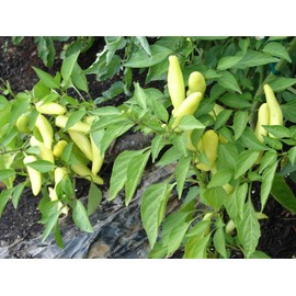 120 Hot Hungarian Yellow Wax Pepper Seeds for Planting. 1 Gram of Seeds Heirloom Non GMO Garden Vegetable Bulk Survival Chili Pepper