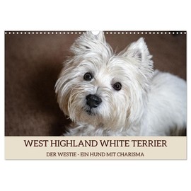 WEST HIGHLAND WHITE TERRIER - DER WESTIE - EIN HUND MIT CHARISMA (Wandkalender 2026 DIN A3 quer), CALVENDO Monatskalender