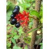 Buy Rare Seeds Rauvolfia serpentina | Indian Snakeroot | Devil