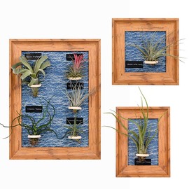 MITIME Air Plant Frame. Desktop and Wall air Plant Display Decorative Ornament.for Home Office Decoration, Gifts for Plant Lovers. (Plants not Included) (Log Colour, 6.2x6.2+5.3x7.2+12.9x9.5)