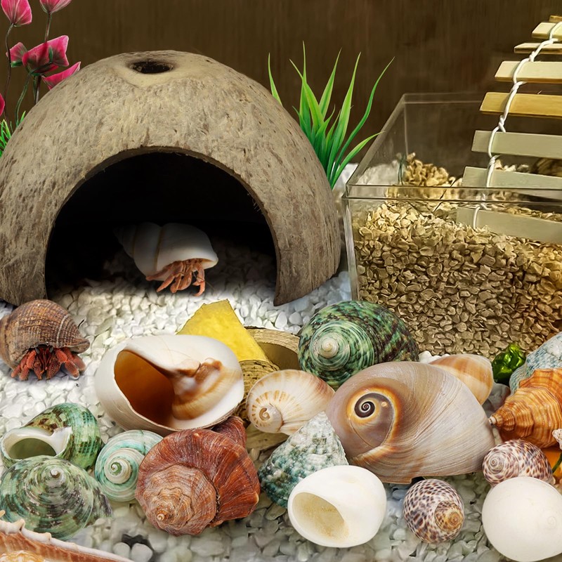 QUOZUO Hermit Crab Sea Shells Natural Coconut Shell Hut Artificial