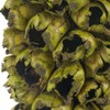 Vickerman 50-60" Natural Giant Seed Pod - Whole