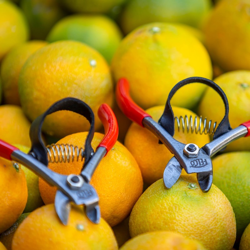 FELCO 330 - Citrus Clipper - Harvest Snip - Orange,
