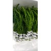 10 STEMS/bunch Anacharis Elodea Densa Egeria - aquarium and/or pond