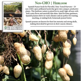 Spanish Peanut Seeds (Arachis hypogaea) – 20 Non-GMO Heirloom by Isla’s Garden Seeds, Early-Maturing Variety with Bold Flavor, Great for Roasting, Snacking & Home Garden Growing